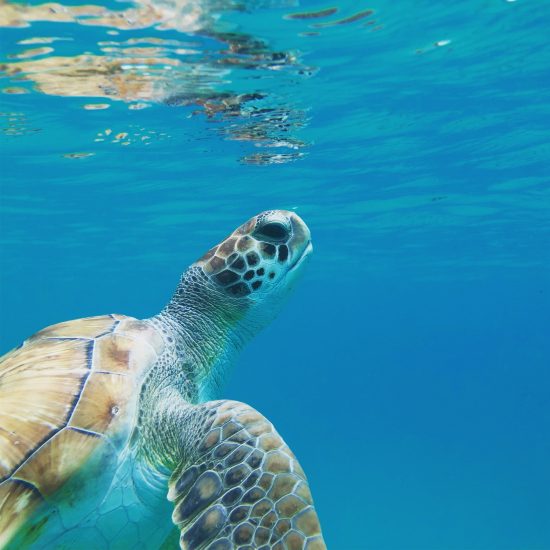 Sea turtle swimming in clear blue water